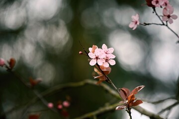 Romantic Sakura Blossom Close-up