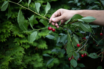 In a close shot, a man meticulously picks ripe cherries from the branch, his fingers delicately...