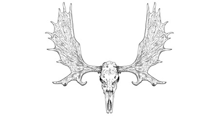 Moose skull vector illustration