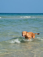 Happy Labrador Retriever dog enjoying a swim in the sea on Samui island