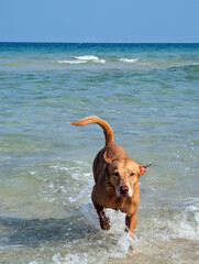 Happy Labrador Retriever dog enjoying a swim in the sea on Samui island