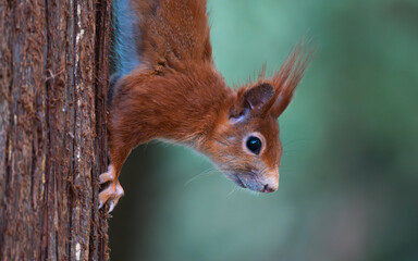 Close up of the red squirrel coming down a tree