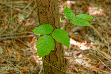 Poison ivy vine closeup view