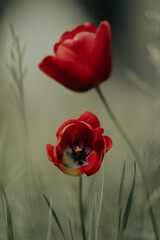 Two red tulips in the grass with the blurred background, abstract 