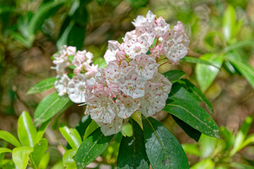 Flowering mountain laurel cluster closeup view