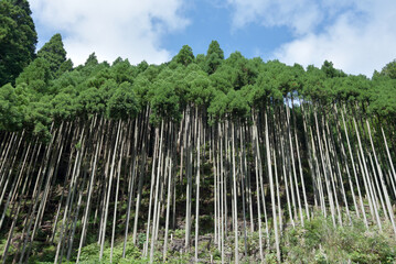 北山杉　京都市北区