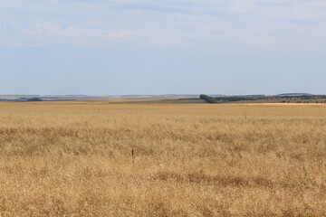 Fototapeta premium wheat field in summer