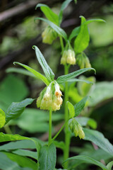 Tuberous comfrey (Symphytum tuberosum) grows in nature in spring