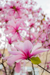 magnolia tree blossom in springtime. tender pink flowers bathing in sunlight. warm april weather
