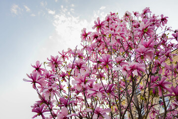 magnolia tree blossom in springtime. tender pink flowers bathing in sunlight. warm april weather
