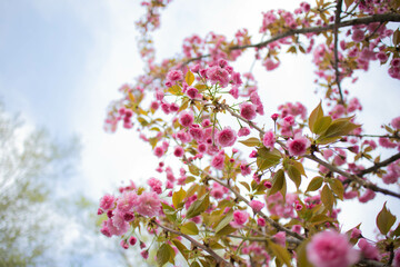 spring background with flowers