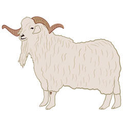 illustration of sheep