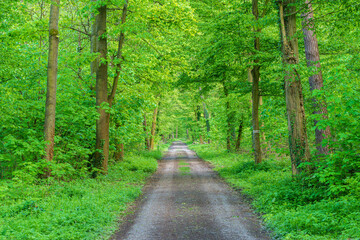 A dirt road winding through a dense green forest with lush vegetation