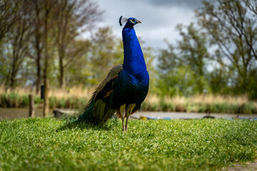 Obraz premium blue peacock walking in the grass by the water's edge