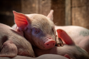 some baby pigs are laying in their mother's lap