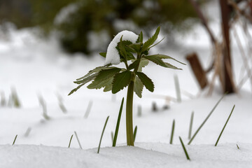 Spring blackberry sprout in snow close-up. Blurred background of snowy garden lawn and trees. Mainly cloudy