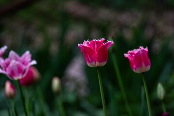 Beautiful blooming tulip. Close up. Garden decoration.