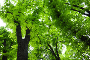 A huge high chestnut tree crown bottom view. Branches with fresh leaves. Spring nature in park,...