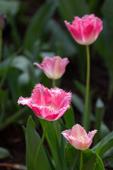 Fototapeta premium Beautiful blooming tulip. Close up. Garden decoration. Vertical shot.
