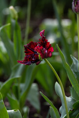 Beautiful blooming tulip. Close up. Garden decoration. Vertical shot.