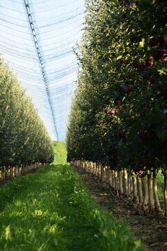  Apple orchard under anti hail nets, early autumn orchard with red ripening apples Jeronime variety.