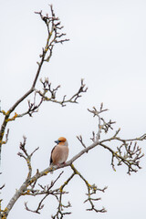 The hawfinch (Coccothraustes coccothraustes) 