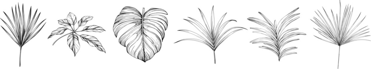 Leaves isolated on white collection. Tropical leaves set. Hand drawn illustrations set. © ARTSTOK