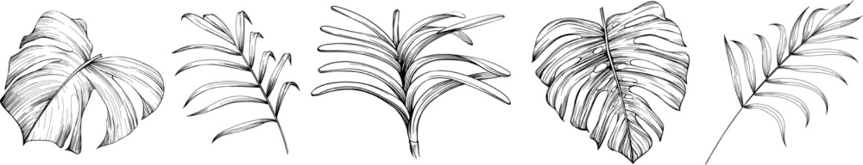 Obraz premium Leaves isolated on white collection. Tropical leaves set. Hand drawn illustrations set.