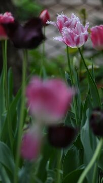 Beautiful blooming tulip. Close up. Garden decoration. 
