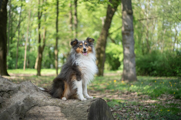 Cute fluffy gray tricolor dog shetland sheepdog. Happy sheltie in park