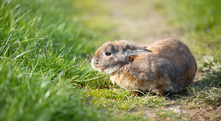 Fototapeta premium Domestic rabbit or bunny on a green spring meadow in nature, cute animal wildlife, pet on a farm