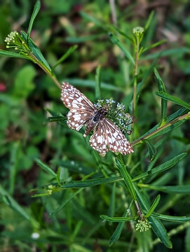 butterfly on grass
