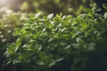 'oregano herbs closeup isolated spice green white leaf studio macro twig object plant seasoning herb ingredient nature food'