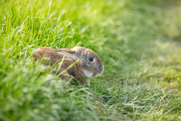 Naklejka na ściany i meble Domestic rabbit or bunny on a green spring meadow in nature, cute animal wildlife, pet on a farm