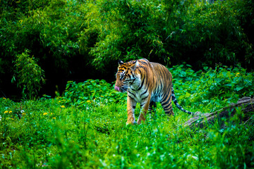 Sumatran tiger in the grass