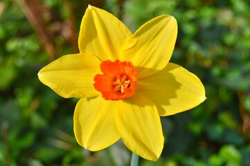Flowers in the garden during spring . Colorful and nature background ......