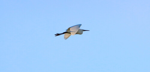 A beautiful animal portrait of a Little Egret in flight