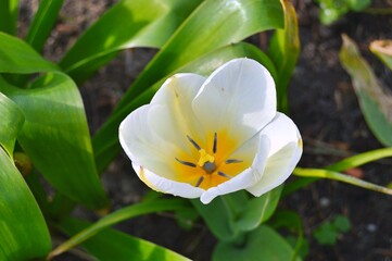 Fototapeta premium Flowers in the garden during spring . Colorful and nature background ......