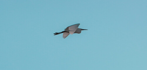 A beautiful animal portrait of a Little Egret in flight