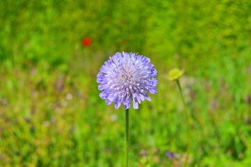 Flowers in the garden during spring . Colorful and nature background ......