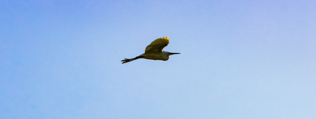 A beautiful animal portrait of a Little Egret in flight