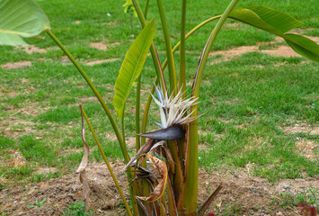 Blooming evergreen Strelitzia Nicholas (lat. Strelitzia nicolai) is a perennial tree plant