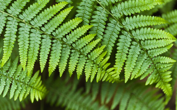 Green fresh fronds of fern natural macro floral background
