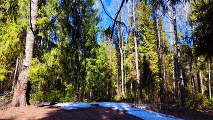 Pine forest in early spring with small snowdrifts. Early Spring Thaw in a Lush Pine Forest With...