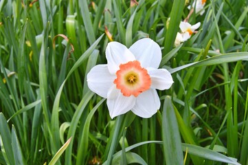 Fototapeta premium Flowers in the garden during spring . Colorful and nature background ......