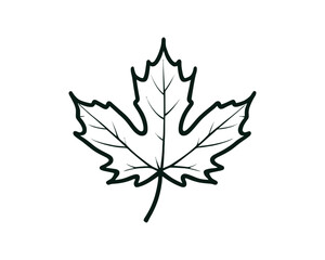 Maple leaf doodle elegant outline line art. Maple leaf line icon, outline style icon. Canada vector icon illustration.