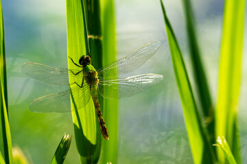 Skimmer dragonfly on a reed.