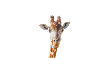 Giraffe lustig freigestellt