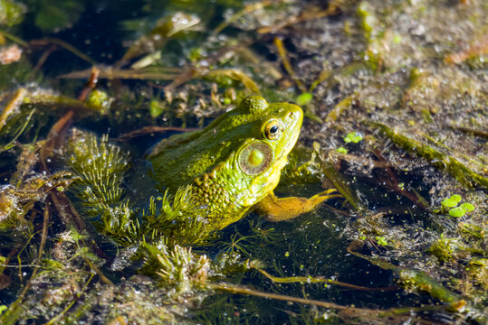 An American bullfrog sits in the shallows of a northern Wisconsin lake.