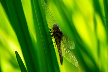 A female blue dasher dragonfly rests on a reed.